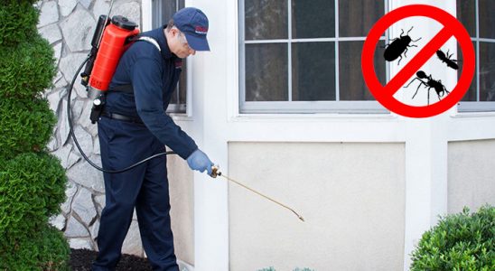Gazipaşa Kemirgen İlaçlama böcek ilaçlama ve haşere kontrolü — ilaclama-tr.com